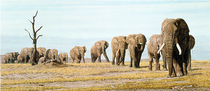 Herndon Fine Art offers authenticated Simon Combes fine art, including rare hand-signed limited edition canvas giclées, wildlife oil paintings, and Greenwich Workshop lithographs.