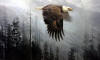 robert bateman Majesty on the Wing - Bald Eagle