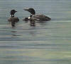 robert bateman loon family