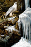 seerey lester Icy Outcrop White Gyrafalcon